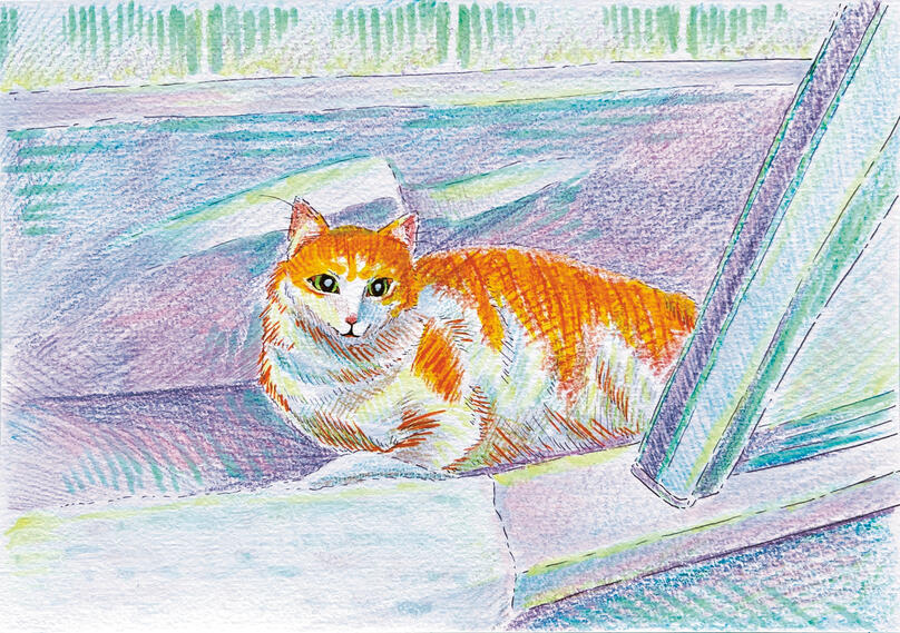 Cat in the tub